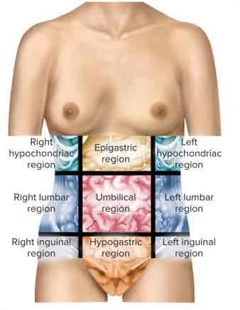 <ol><li><p>Right hypochondriac region</p></li><li><p>Epigastric region</p></li><li><p>Left hypochondriac region</p></li><li><p>Right lumbar region</p></li><li><p>Umbilical region (bellybutton)</p></li><li><p>Left lumbar region</p></li><li><p>Right inguinal region</p></li><li><p>Hypogastric region</p></li><li><p>Left inguinal region</p></li></ol>