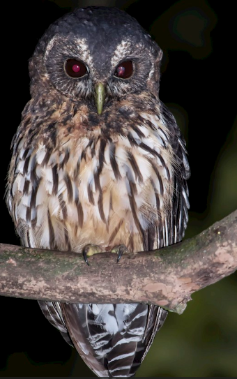 <p>What bird is this?</p>