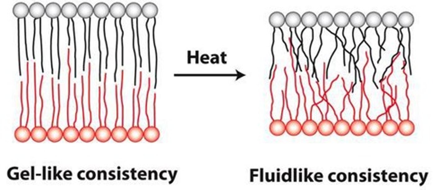 <p>Warming increases fluidity (liquid crystal), while cooling decreases fluidity (crystalline gel).</p>