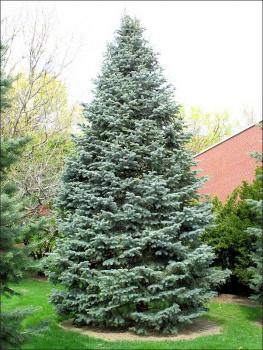 <p><span>Abies concolor / White Fir</span></p>
