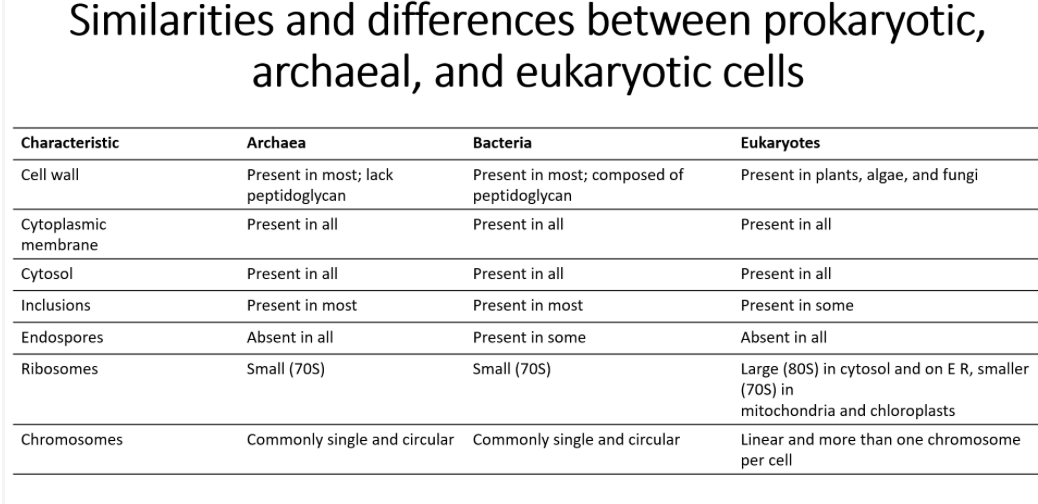 The endosymbiotic theory states that some of the organelles in eukaryotic cells were once prokaryotic microbes