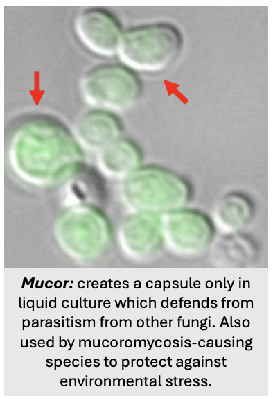 <ul><li><p><em>Mucor</em></p></li><li><p>Mucoromycosis-</p></li></ul><p></p>