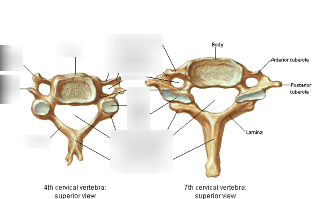 <p>kaklo slanksteliai </p>