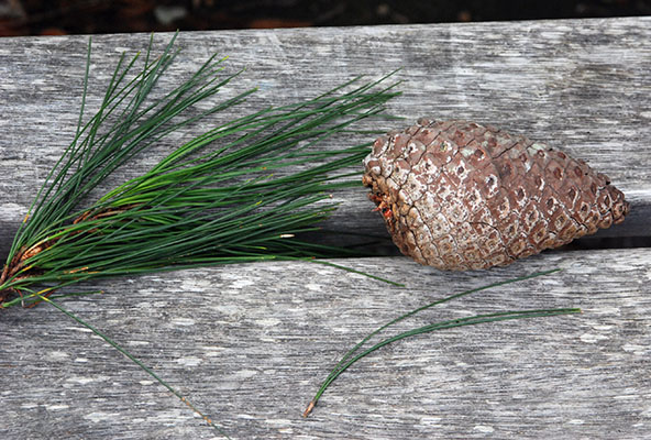 <p>Conifer. Crown broadly conic, becoming rounded to flattened with maturity. Needles more commonly 3 per fascicle, rarely 2. Bark grey to reddish brown and deeply furrowed. Cones ovoid before opening, broadly ovoid when open 7-15cm long and numerous. Low frost tolerance, hardier to the central to southern regions of California. </p>