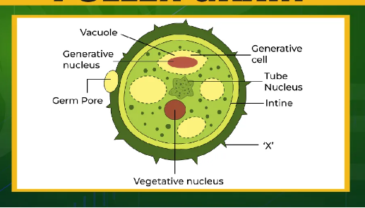 <p>Role: to transfer male gametes to the female gametes on a flowe, facilitate sexual reproduction in a plant. To be carried by pollinator. Its cell is <strong>very small and circular </strong> making them <strong>very easy to transport by the wind, water or animals</strong>. Because the exterior exine is rigid <strong>protecting what’s inside and water proof</strong>, <strong>resistant to deterioration</strong>. The  cell wall has <strong>spikes, creases</strong> to make it <strong>stick </strong>easily to pollinators.</p>