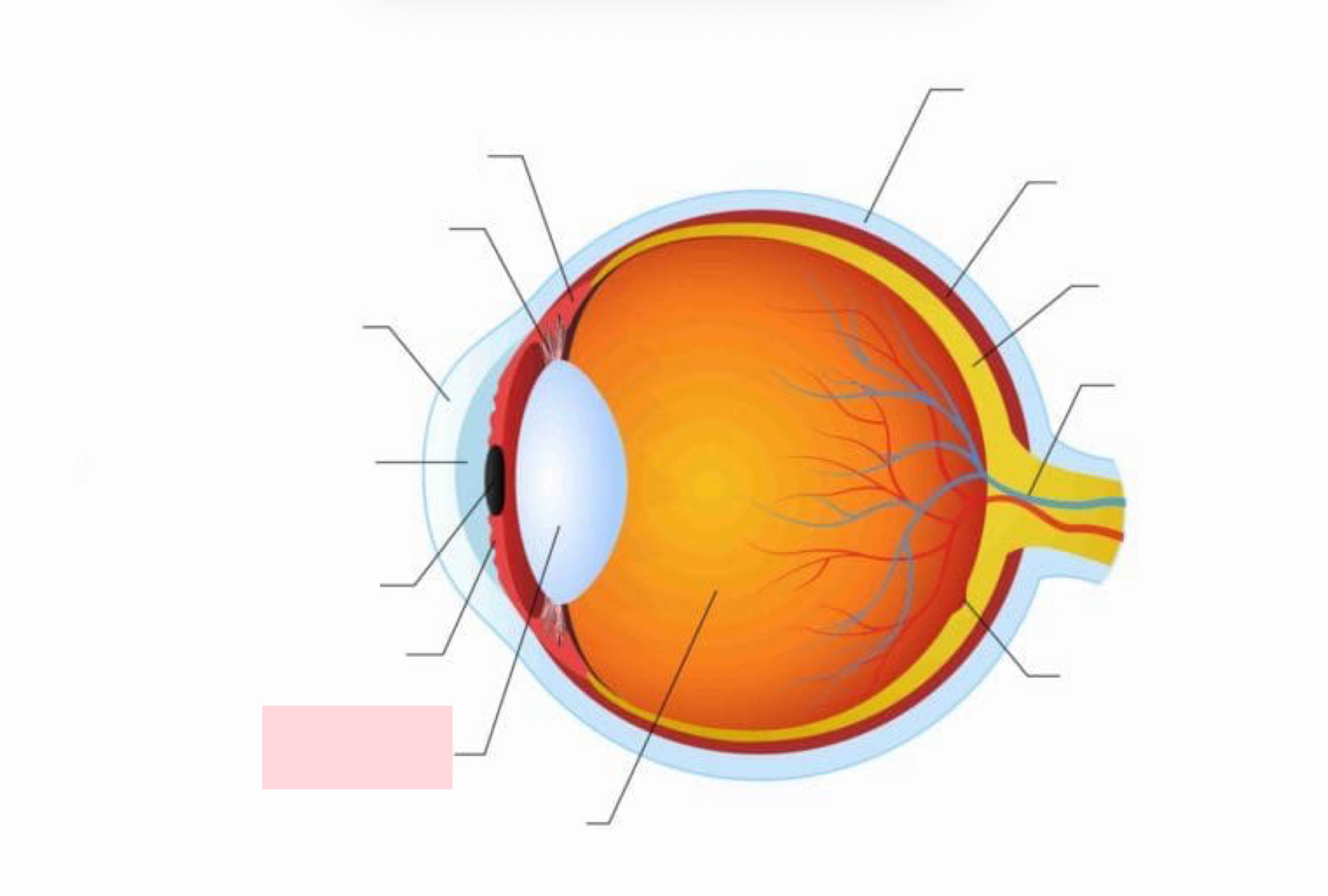 <p>Label the Diagram</p>