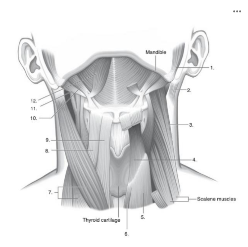 <p>What muscle is indicated by the<strong> number 8</strong> in the image below?</p>