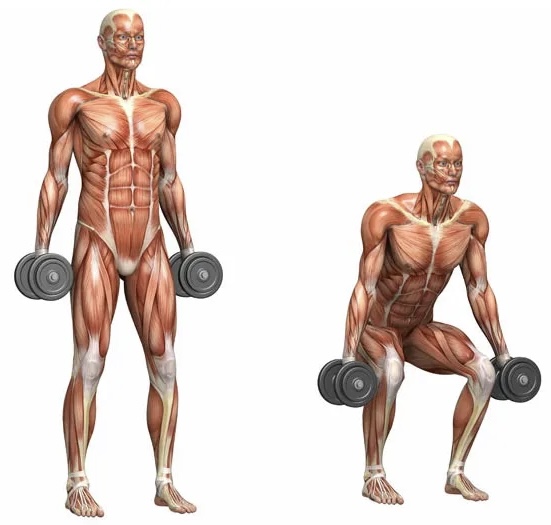 <p>maintaining muscle mass and function.</p>