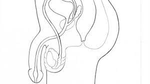 <p>VAS DEFERENS</p>