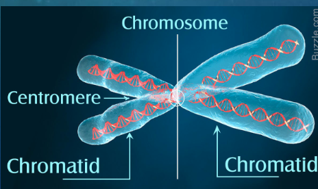 <p>DNA molecules in a cell are package into …</p>