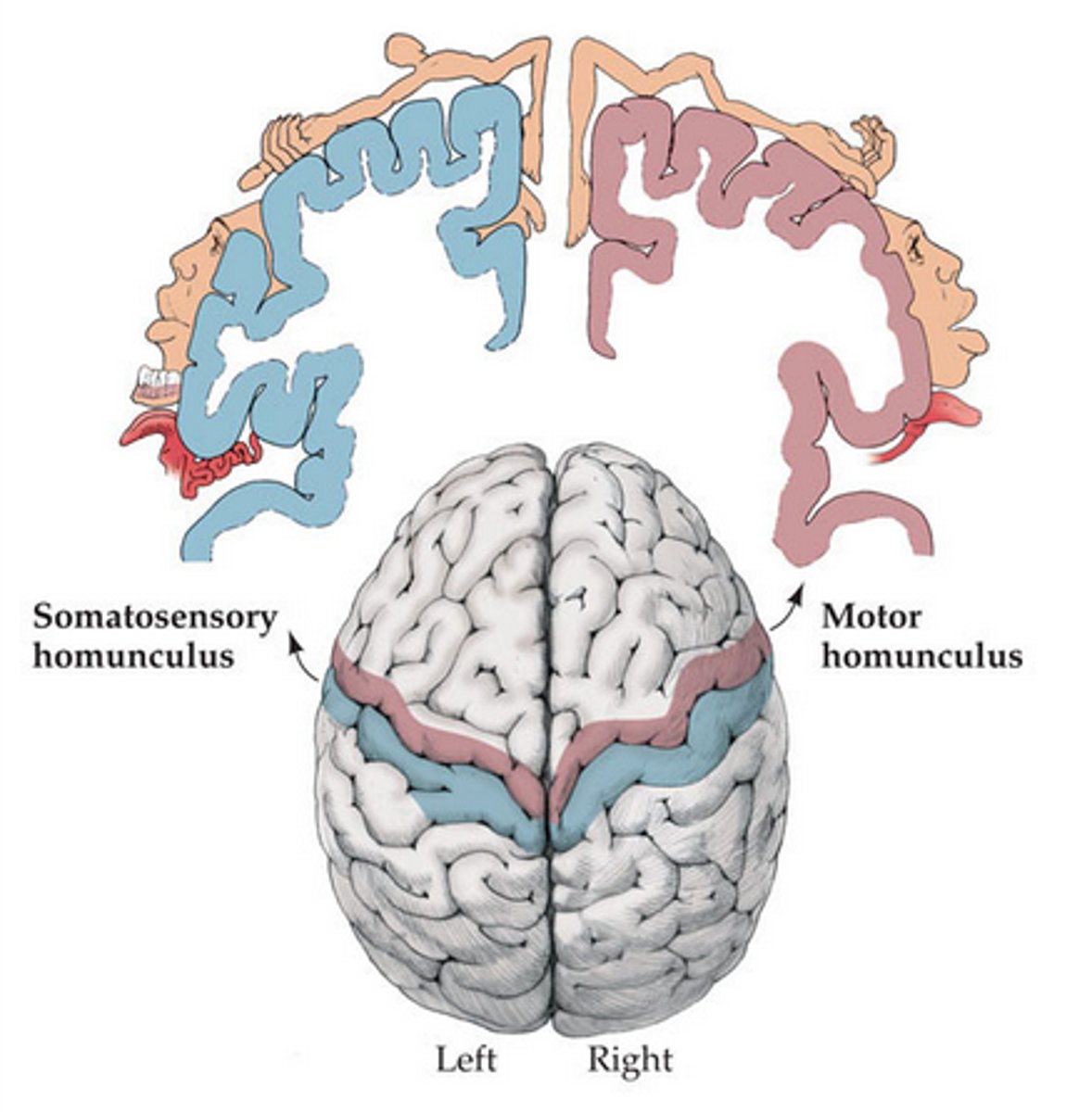 <p>largely attuned to lower limbs, legs, feet</p>