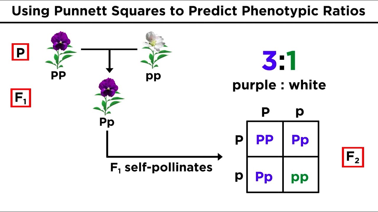 <p>regular four squares</p>