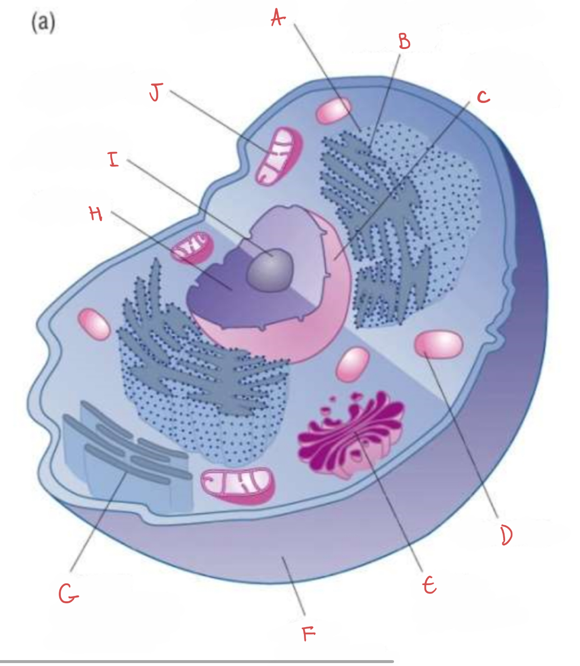 <p>what is D?</p>