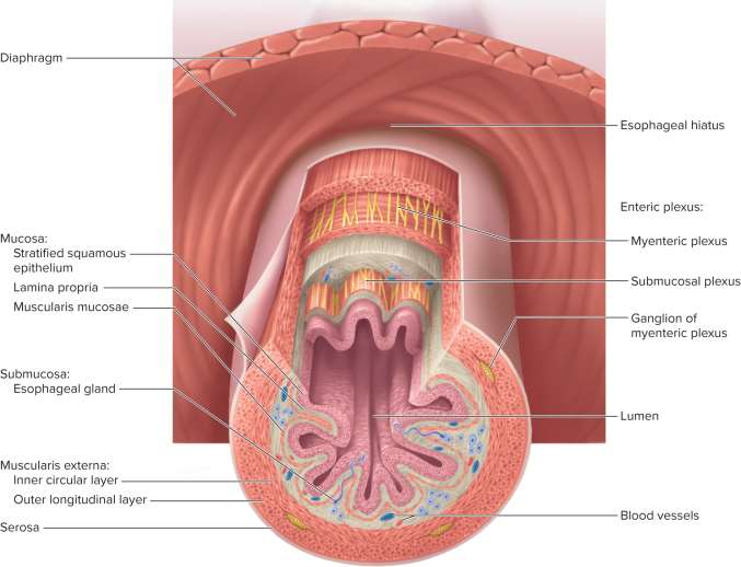<p>Digestive tract layers</p>