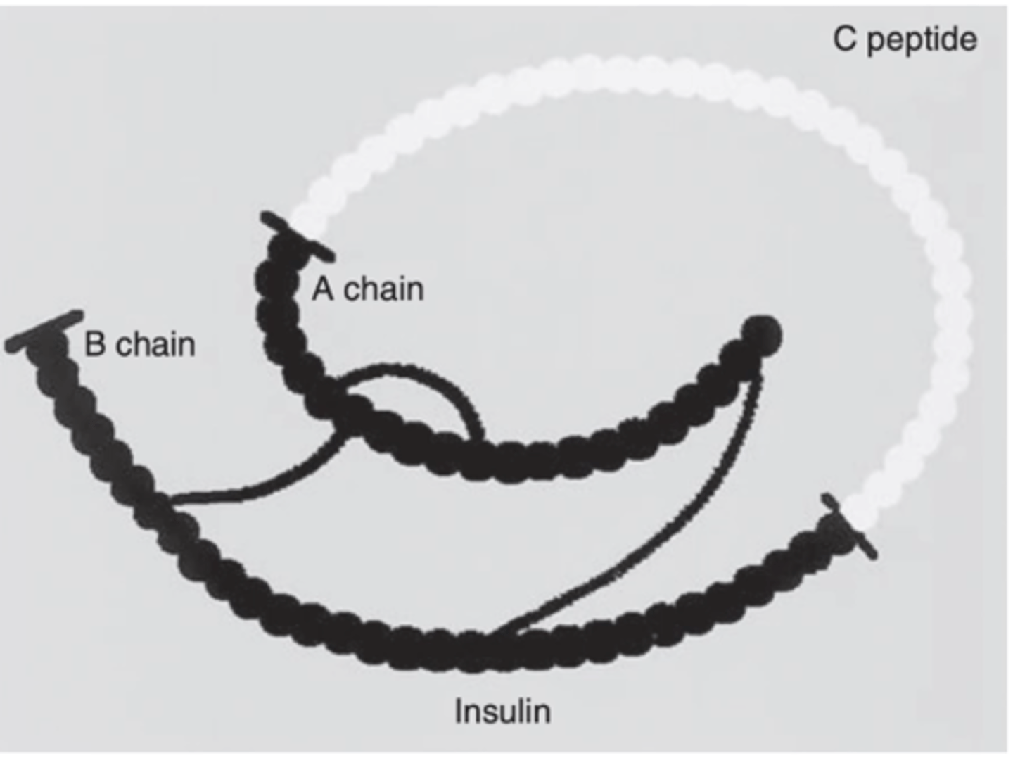 <p>The three chains are chains A, B, and C. The C peptide needs to be cleaved for proinsulin to be active.</p>