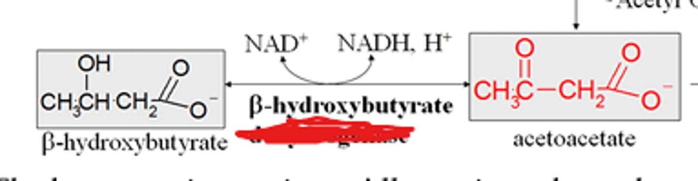 <p>What kind of enzyme would catalyze this rxn?</p>