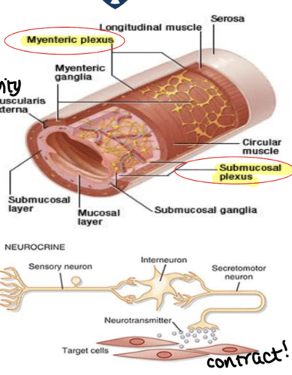 <p>large network of neurons surrounding the digestive organs</p><p>- cell bodies of the neurones are located in ganglia, largely within the myenteric and submucous plexus. the interganglionic fibre tracts connect the two plexus</p><p>- these neurones regulate the activity of smooth muscles in intestinal tissue</p><p>- forms a reflex circuit that can operate independently of the rest of the NS, but is strongly modulated by hormones and extrinsic nerve input - also if under stress, influenced by the CNS</p>