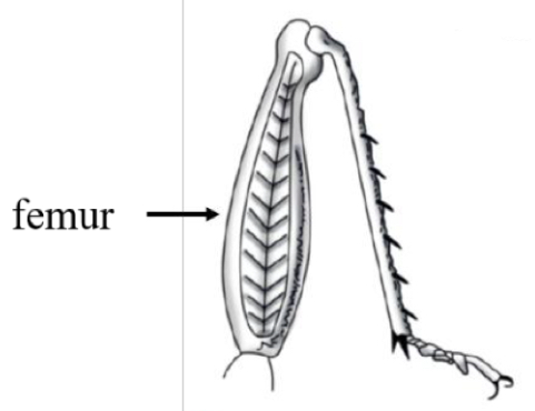 <p>Name what insect leg this is, its order/s and its function </p>