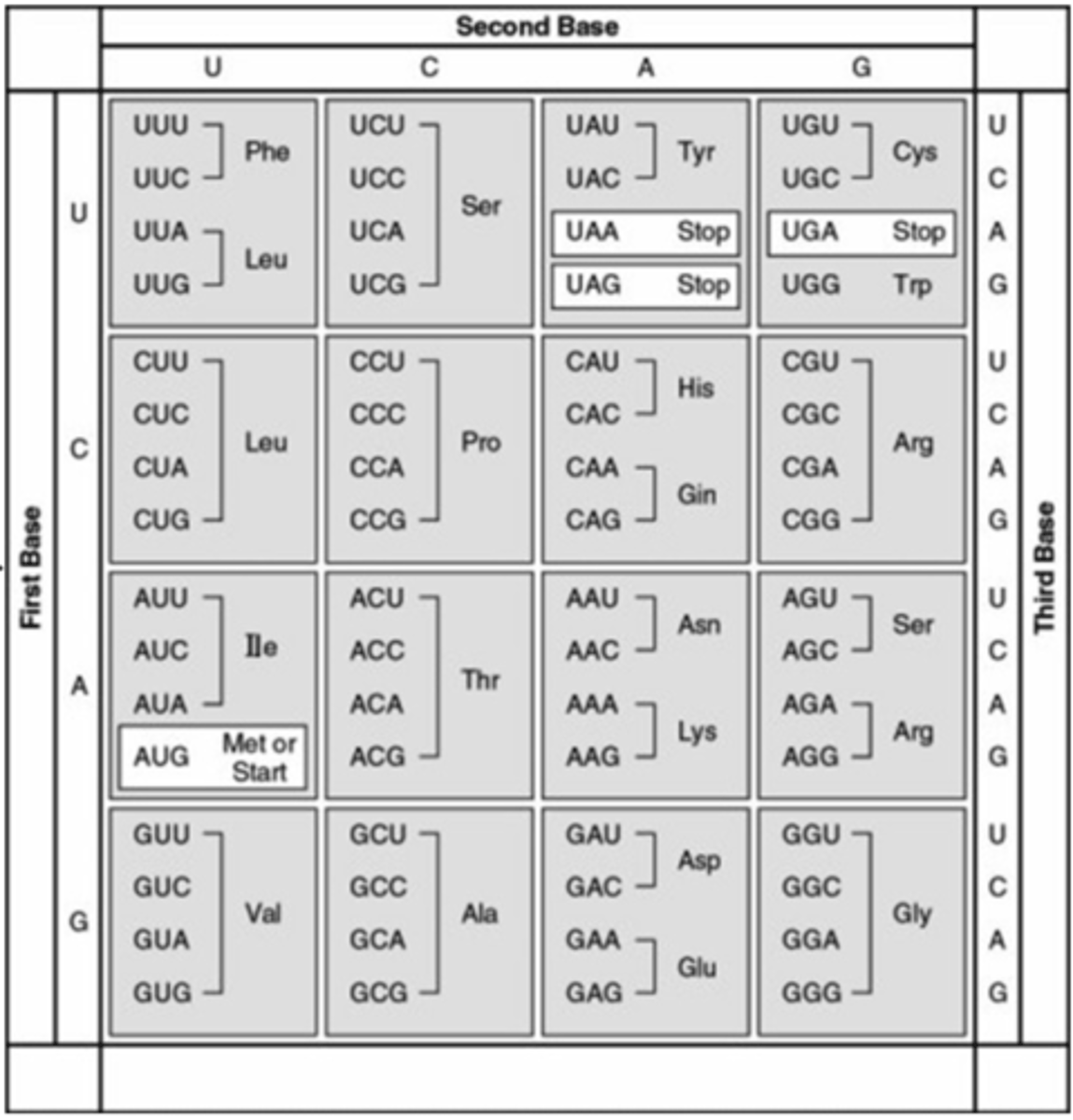 <p>3′-AAA-GAA-TAA-CAA-5′</p>