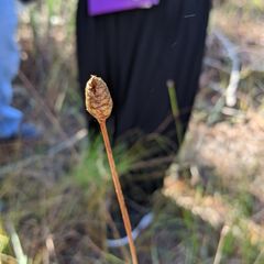 herb with grasslike leaves
flowers arise from dense, cone–like heads borne on long stalks