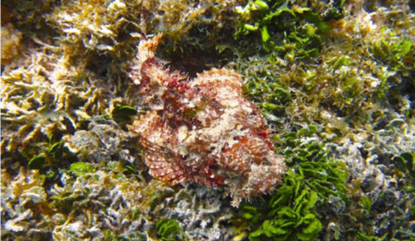 <p>tassled scorpionfish</p>