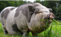 <p>What is this breed?</p>