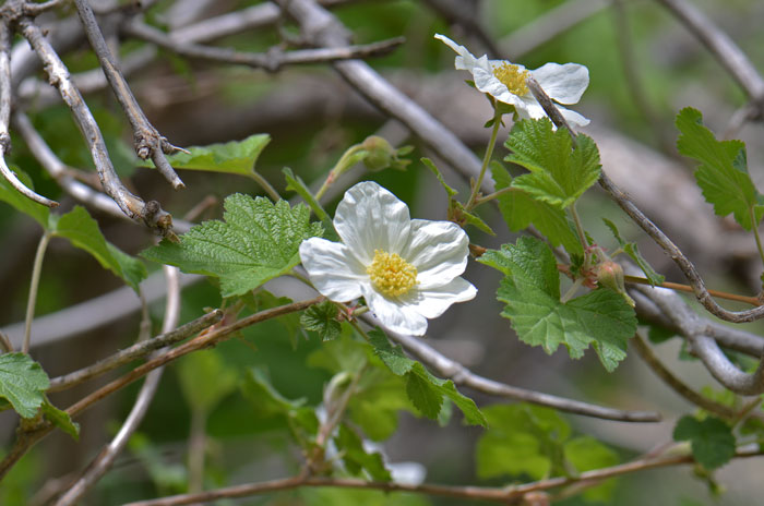 <p>New Mexico Raspberry</p>