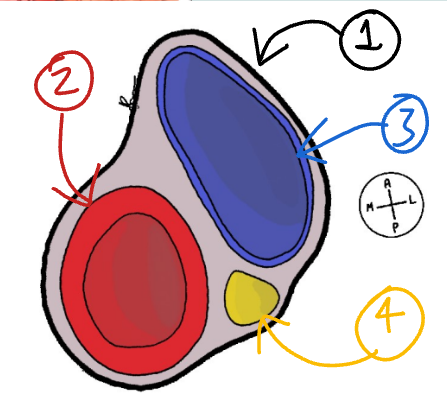 <p>Label this diagram of the important structure that runs from the arch of the aorta to the base of the skull.</p>