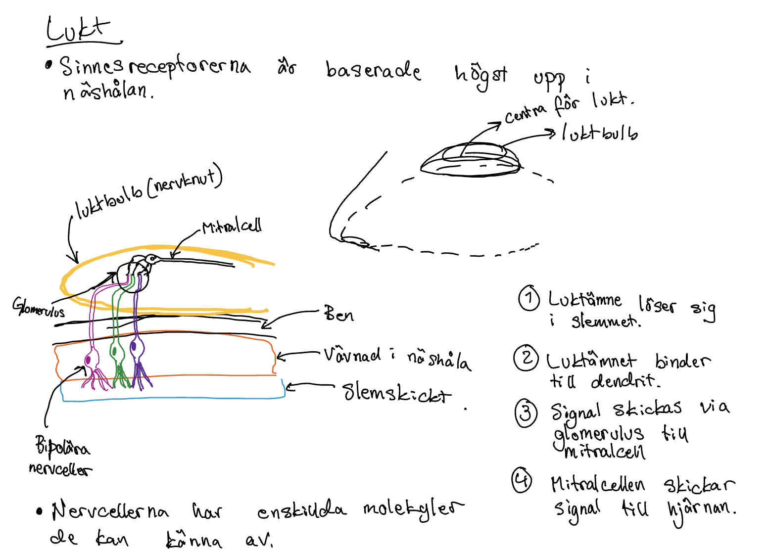 <p>Sinnesreceptorerna är baserade högst upp i näshålan</p><p>1.Luktämne löser sig i slemmet</p><p>2.Luktämnent binder till dendrit</p><p>3.Signal skickas via glomulus till mitralcell</p><p>4.Mitralcellen skickar signal till hjärnan</p><p>Respons i hjärnan - </p><p>1.Frontalloben, medvetander - här identifieras doften av medvetandet</p><p>2.Hypotalamus &amp; amygdala - Triggar dels hormonrespons men även en emotionell repsons baserad på minnen &amp; kännslor. 2 specifika dofter som är viktiga för oss: </p><p>rök &amp; spya - Båda måste trigga respons.</p>