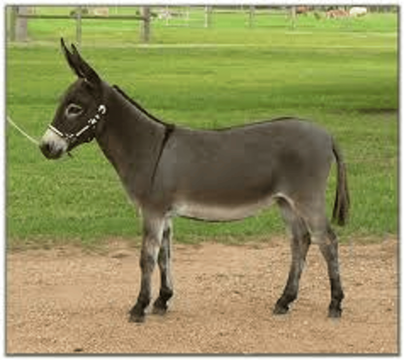 <p>(jenny) female donkey</p>