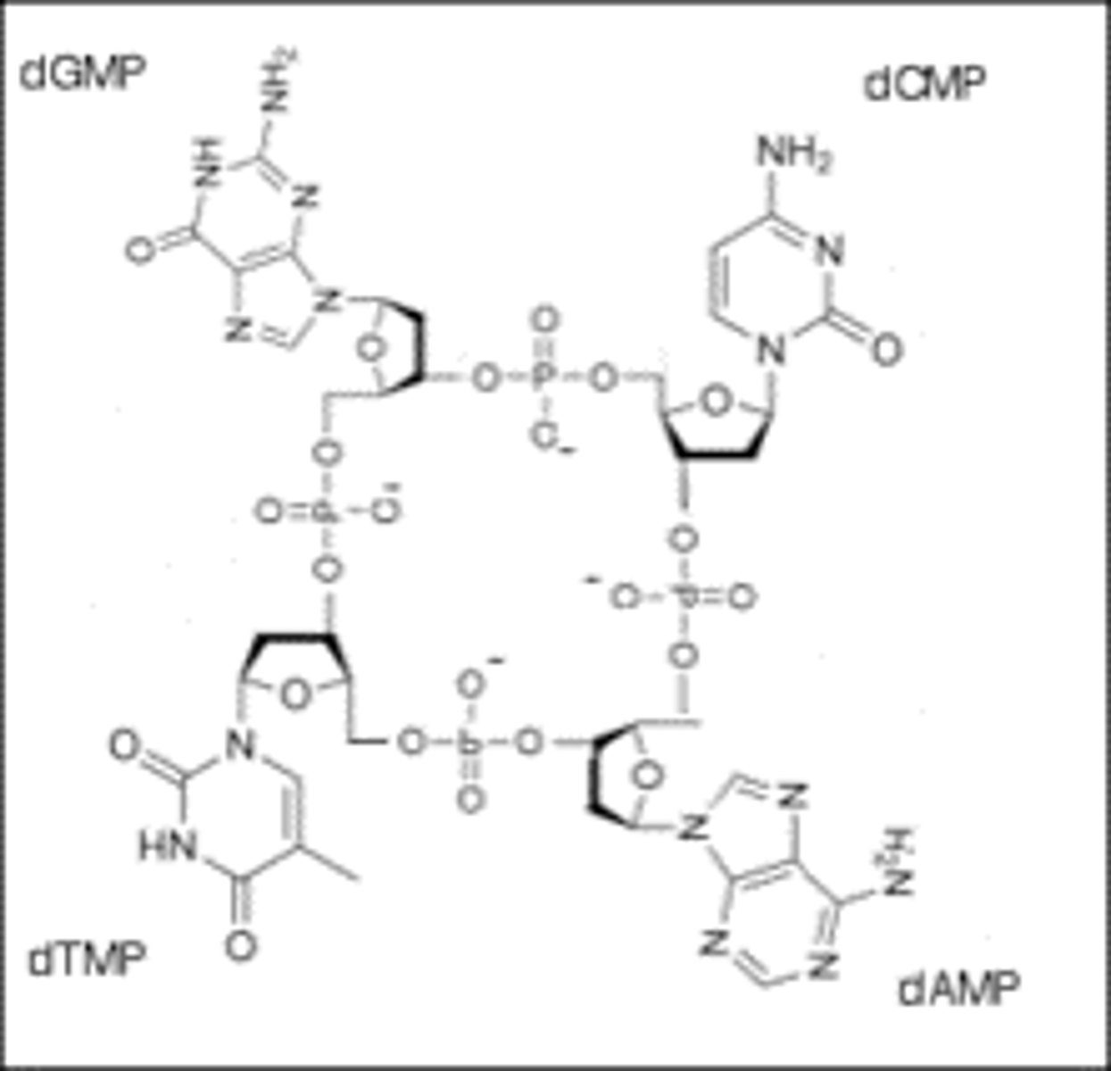 <p>To falsify means that a statement, theory or hypothesis is proven to be wrong.</p><p>Because he found that the amount of one base wasn't equal to the amount of the three other bases , Chargaff's data falsified the earlier hypothesis that DNA had a tetranucleotide structure. In this proposed model of DNA, the four bases occur in equal amounts in four strands arranged with the bases facing outward.</p>