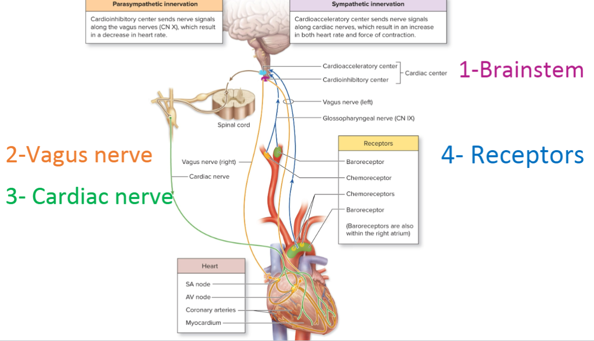 <p>-not needed for heart to beat, but can affect it (during exercise, fear, etc)</p><p>parasympathetic = decrease HR (via vagus nerve)</p><p>sympathetic = increase HR<strong> and</strong> SV (via cardiac nerve)</p>