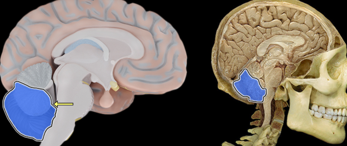 <p>Posterior lobe of cerebellum</p>