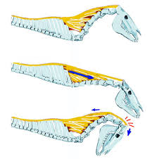 <p>Energy conservation; holds onto heavy head as a “strap” while the horse is grazing as opposed to using muscles </p>