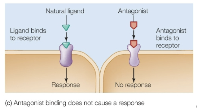 <ul><li><p>Binds, but doesn’t activate the receptor ; may block other ligands from binding</p></li></ul><p></p>