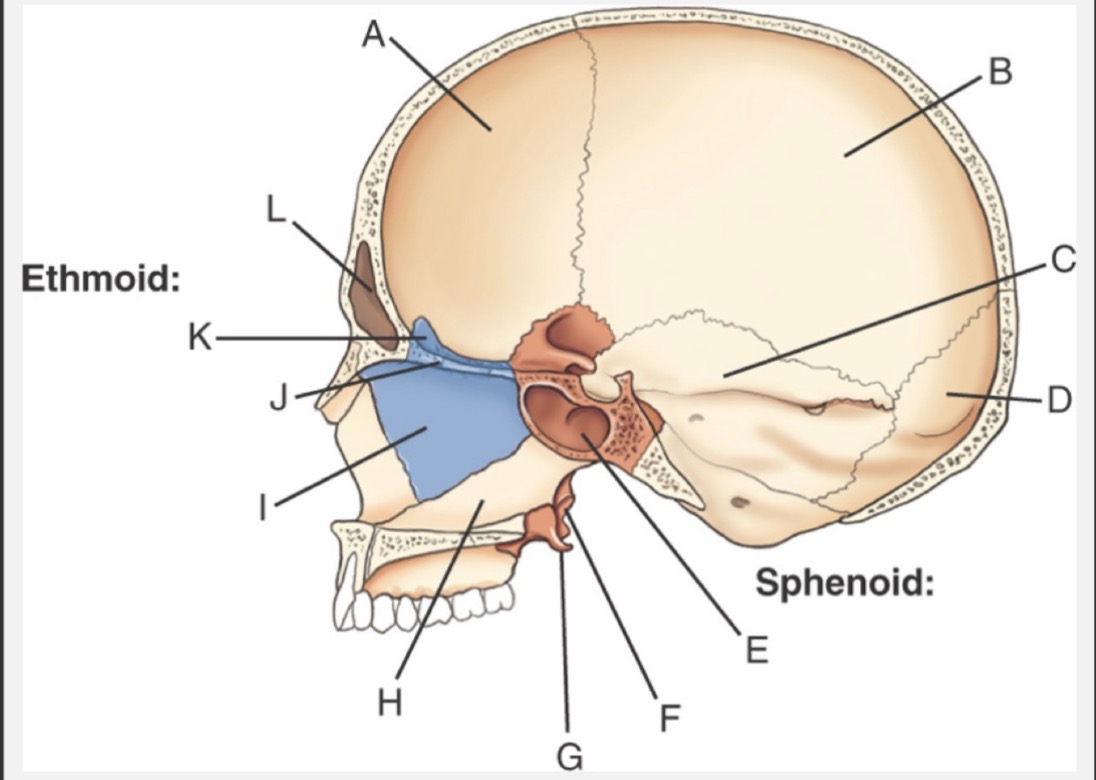 <p>G is:</p>