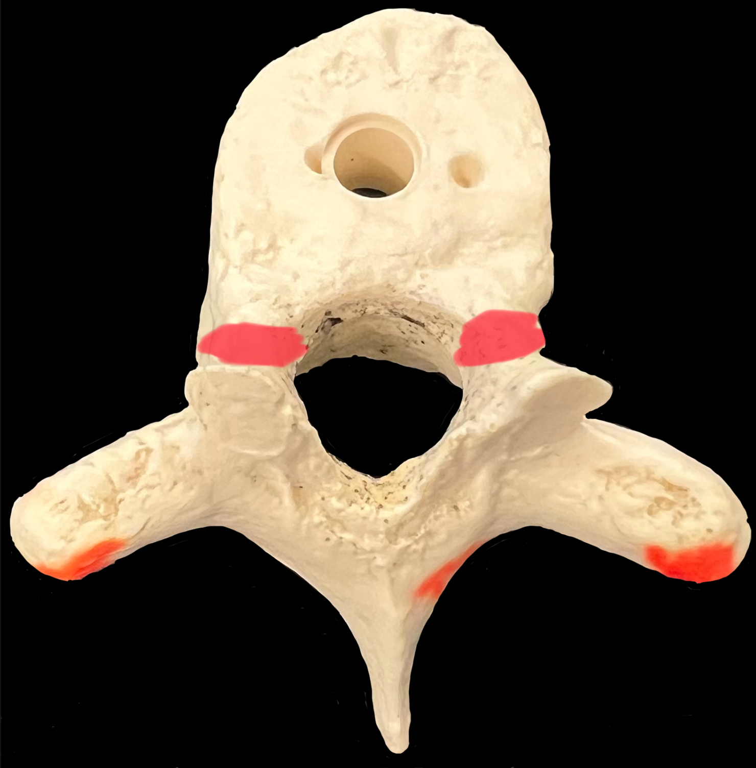 What is highlighted in red?