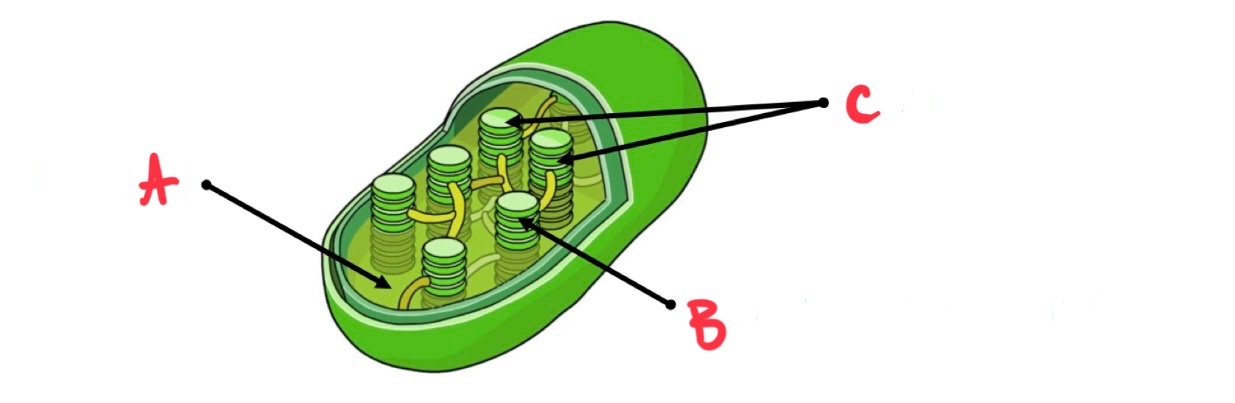 <p>what is a?</p>