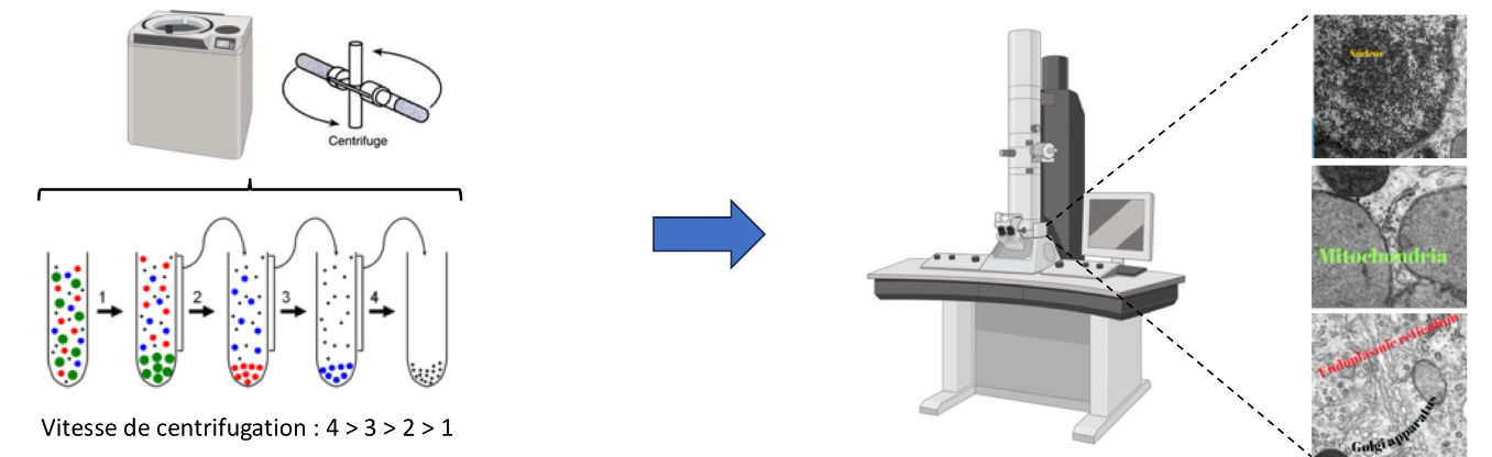 <p>1. Fractionnement des organites par ultracentrifugation</p><p>   C’est une technique d'isolement des organites en fonction de leur taille et densité reposant sur des centrifugations successives à des vitesses croissantes (ultracentrifugation différentielle). (À cause de la force, beaucoup d’organites éclataient. Albert Claude eu l’idée de rajouter du sucrose qui permet de maintenir les membranes intactes)</p><p>2. Imagerie cellulaire par microscopie éléctronique</p><p>   L’utilisation d’un faisceau d’électron, au lieu de lumière, permet d’obtenir des images à plus haute résolution, en raison de la très faible longueur d’onde des électrons.</p>