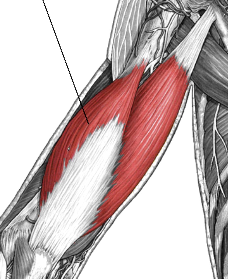 <p>Which muscle of the forearm is:</p><ul><li><p>Posterior upper arm</p></li><li><p>Action: ext elbow</p></li><li><p>Nerve: radial</p></li></ul><p></p>