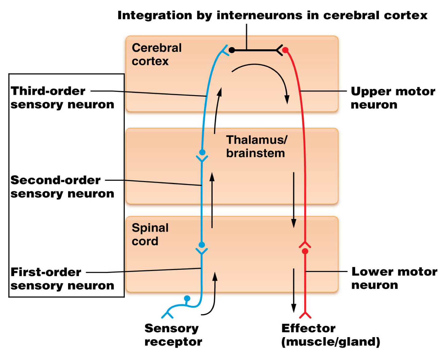 <p><span>Thalamus/brainstem</span></p>