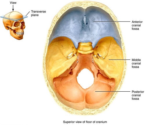 <p>Deeper indented surface in a bone; usually a rounded surface of another bone to fit inside of it</p>