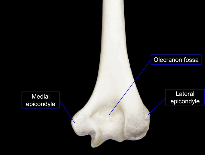 <p>Medial epicondyle, olecranon fossa, lateral epicondyle</p>