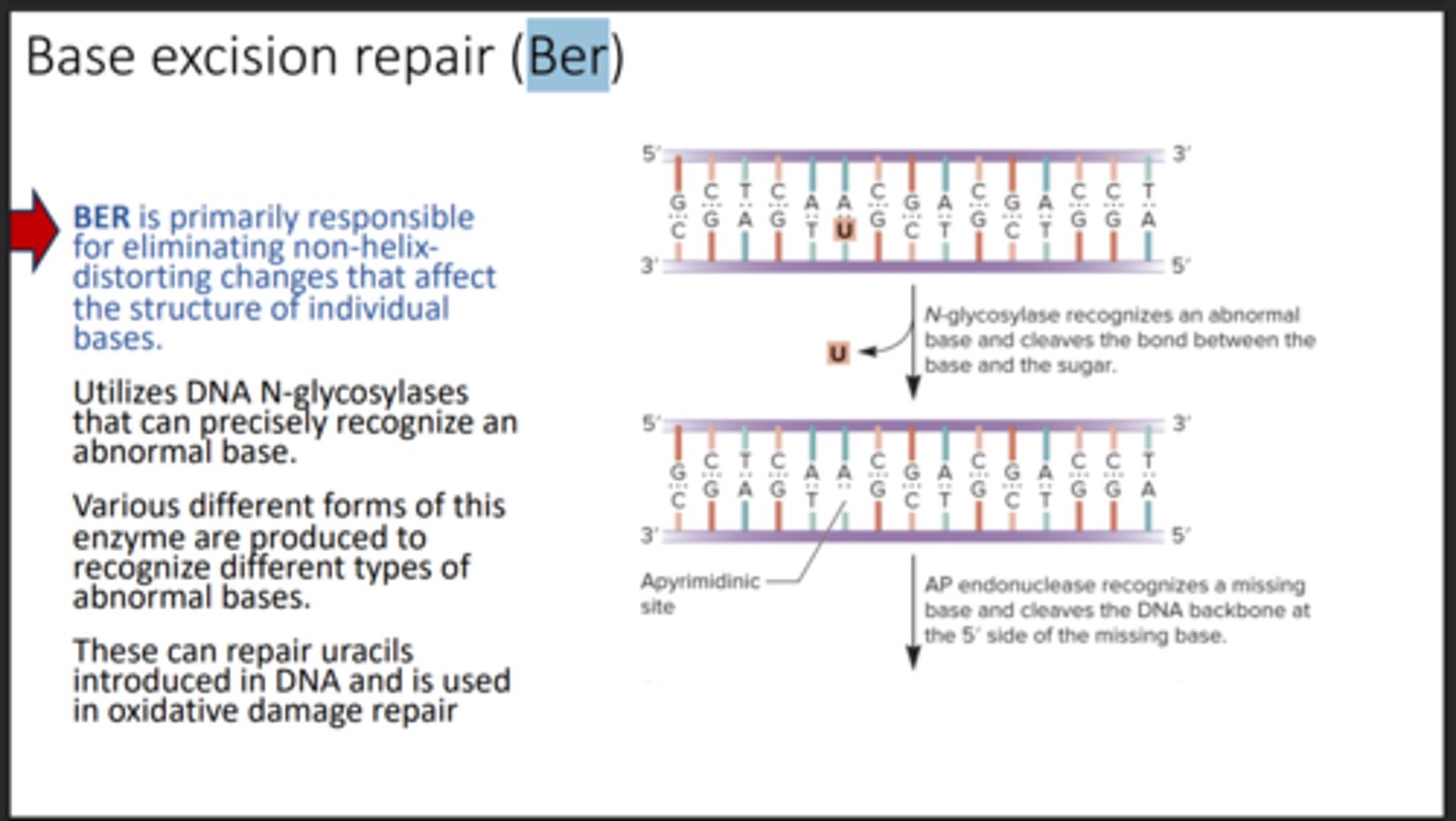 <p>Removes altered bases and repairs the site.</p>