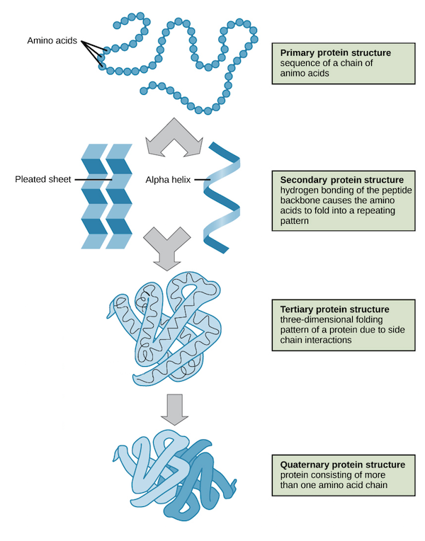 <p><strong>Primary structure: </strong>sequence of amino acids</p><p><strong>Secondary structure:</strong> alpha helices and beta sheets (due to hydrogen bonding)</p><p><strong>Tertiary Structure:</strong> 3D folding (interactions between r group side chains)</p><p><strong>Quaternary Structure:</strong> multiple polypeptides combines to form a functional protein compelx</p><p></p><p><em>Note: many proteins are fully cuntional after reaching its tertiary structure. Quaternary structures are only needed for proteins made of more than one polypeptide</em></p>
