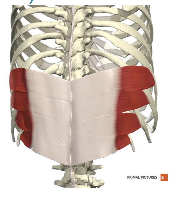 <p>Welke spier? Proximale en distel aanhechting? Innervatie? Functie?</p>