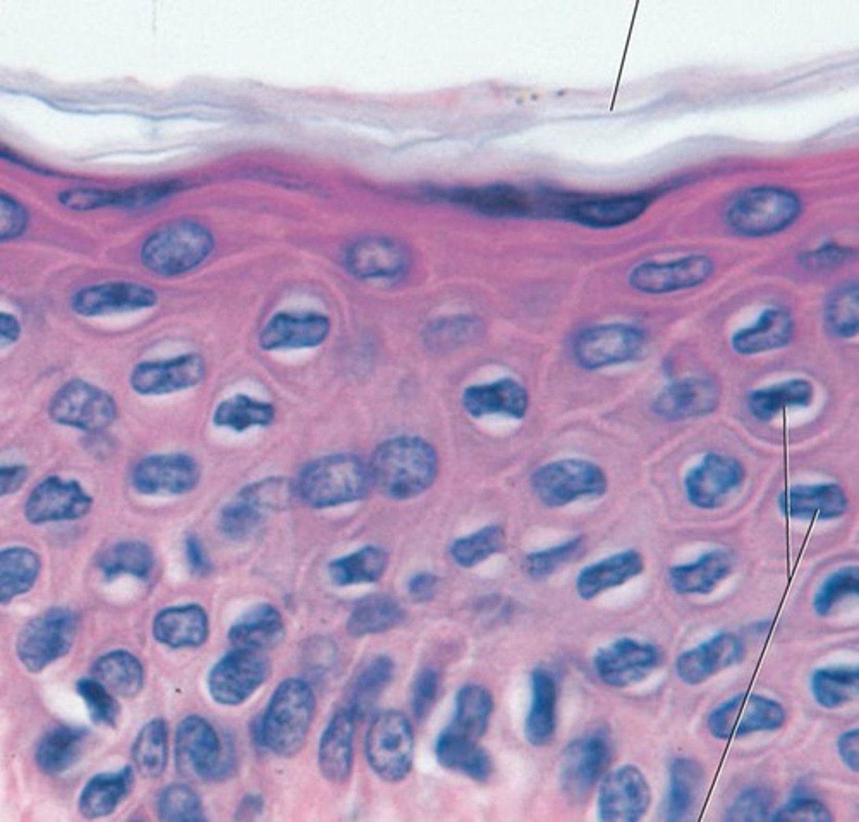 <p>what type of tissue is this?</p>