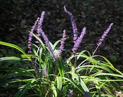 <p><span>Liriope spp. cv. / LilyTurf</span></p>