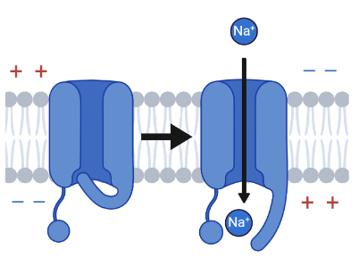 <p>Protein channels in the neural membrane that are closed at -70mV and open during a change in the electrical potential across the membrane - Na+ and K+ have them</p>