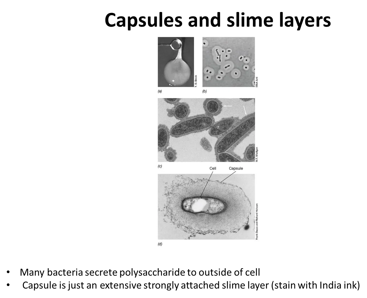 <p>many prokaryotes secrete <strong>sticky/slimy polysaccharides</strong> on their cell surface, outside the cell envelope:</p><ul><li><p>a <strong>capsule </strong>is a <strong>tight matrix </strong>that excludes small particles</p></li><li><p>a <strong>slime layer</strong> is easily deformed and <strong>loosely attached</strong>, and doesn’t exclude particles</p></li></ul><p>these mediate attachment, protect the cell from attack and environmental stresses eg. dehydration</p><ul><li><p>they are often used by nitrogen-fixing bacteria to exclude oxygen, because nitrogenase is destroyed by oxygen</p></li></ul><p></p>